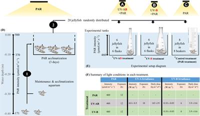 Aerobic respiration, biochemical composition, and glycolytic responses to ultraviolet radiation in jellyfish Cassiopea sp